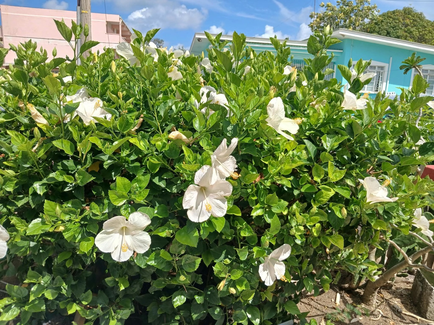 White hibiscus hedge in front of the yard
